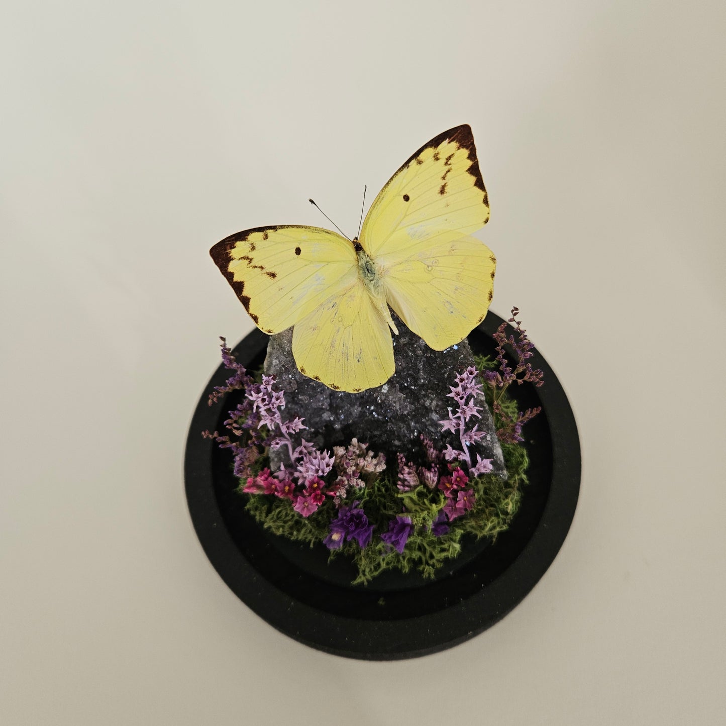 Vlinderstolp: Amethist met Catopsilia pomona