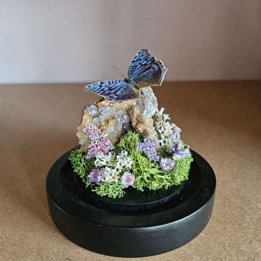 Vlinderstolp: Chalcedoon met Precis Rhadama