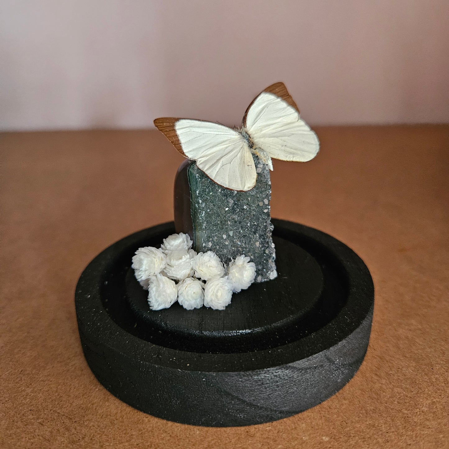 Vlinderstolp: Rainbow amethist met Melete leucadia